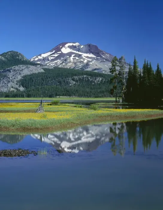 Framed Print : USA, Oregon, Deschutes National Forest, Leafy arnica blooms on an island in Sparks