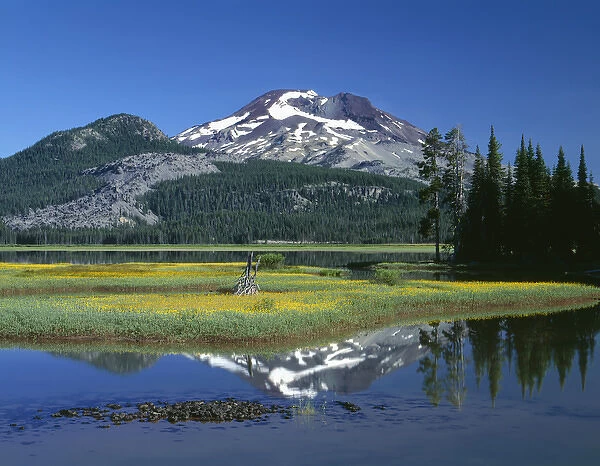 USA, Oregon, Deschutes National Forest, Leafy arnica blooms on an island in Sparks