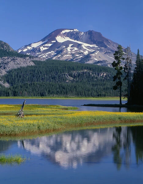 USA, Oregon, Deschutes National Forest, Leafy arnica blooms on an island in Sparks