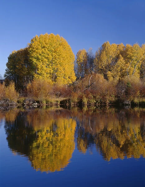 USA, Oregon, Deschutes National Forest, Autumn colored quaking aspen trees reflect