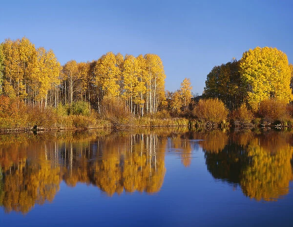 USA, Oregon, Deschutes National Forest, Autumn colored quaking aspen trees reflect