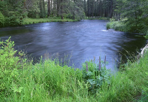 USA, Oregon, Deschutes National Forest. Early summer vegetation and the Metolius River