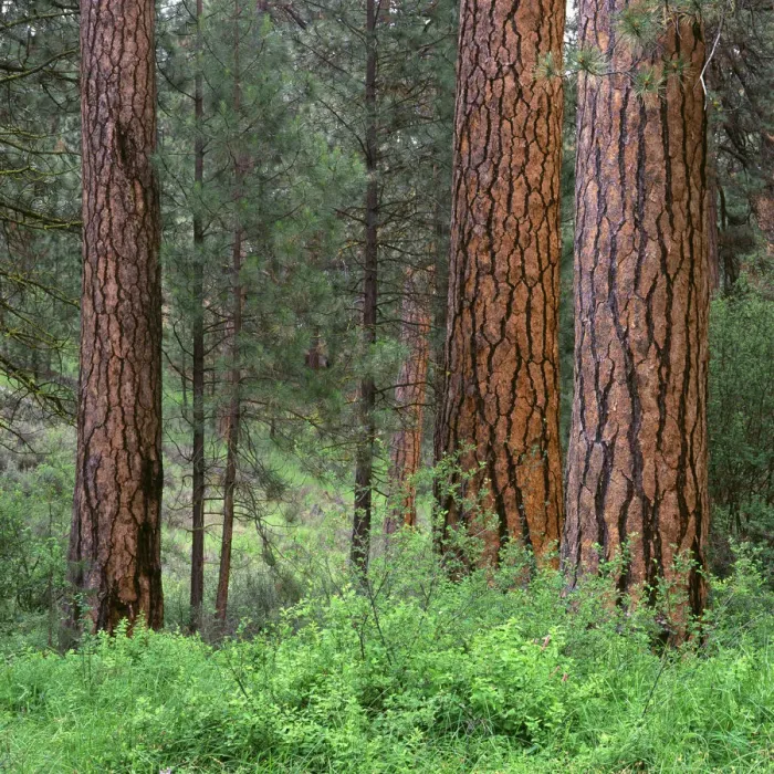 Framed Print : USA, Oregon, Deschutes National Forest. Grove of ponderosa pine in spring, near the Metolius River Framed Print : USA, Oregon, Deschutes National Forest. Grove of ponderosa pine in spring, near the Metolius River