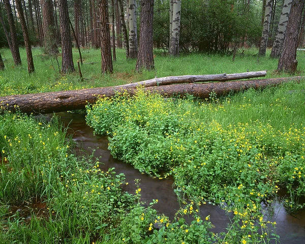 USA, Oregon. Deschutes National Forest, yellow monkeyflower blooms along Cold Spring