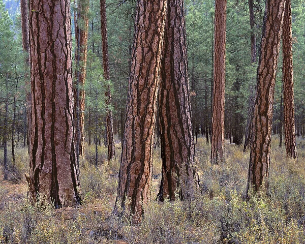 USA, Oregon. Deschutes National Forest, trunks of mature ponderosa pine in autumn, Metolius Valley