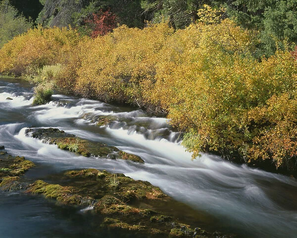 USA, Oregon, Deschutes National Forest. Fall colored shrubs along the Metolius River