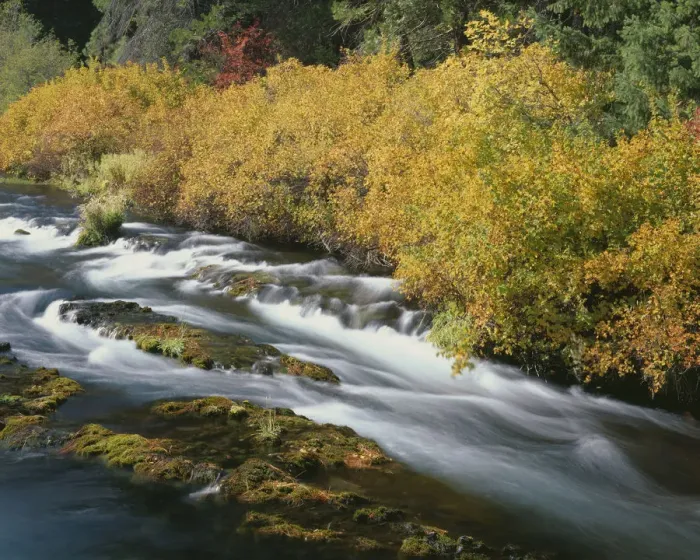 Framed Print : USA, Oregon, Deschutes National Forest. Fall colored shrubs along the Metolius River