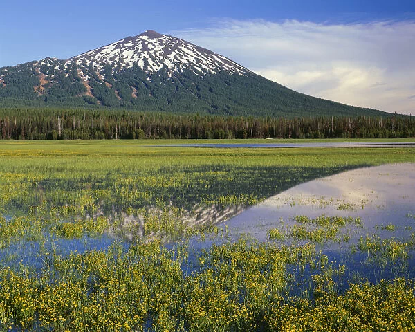 USA, Oregon, Deschutes National Forest. Mount Bachelor reflecting in shallow marsh