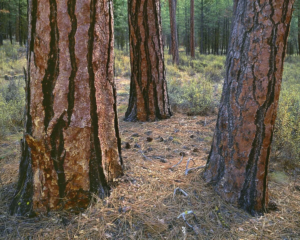 USA, Oregon, Deschutes National Forest. Trunks of mature ponderosa pine in autumn, Metolius Valley