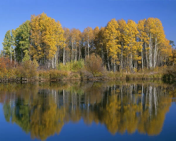 USA, Oregon. Deschutes National Forest, autumn colored quaking aspen trees reflect
