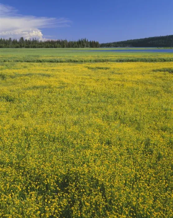 Framed Print : USA, Oregon. Deschutes National Forest, extensive bloom of subalpine buttercup in