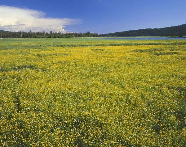 USA, Oregon. Deschutes National Forest, extensive bloom of subalpine buttercup in