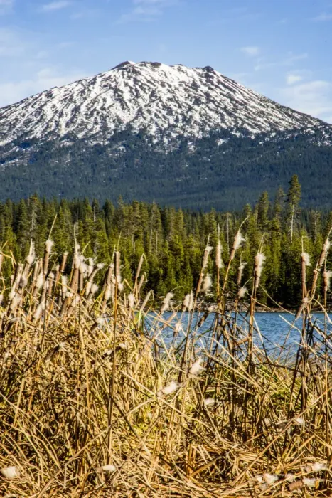 Framed Print : USA, Oregon. Deschutes River Basin, Lava Lake, cattails and Mt. Bachelor