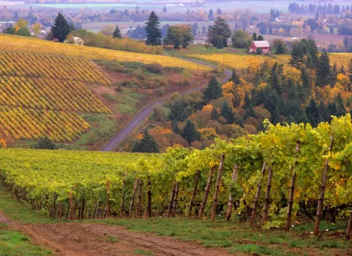 Framed Print : USA, Oregon, Dirt road along acres of vines at Knutson vineyard, near Dundee in Framed Print : USA, Oregon, Dirt road along acres of vines at Knutson vineyard, near Dundee in