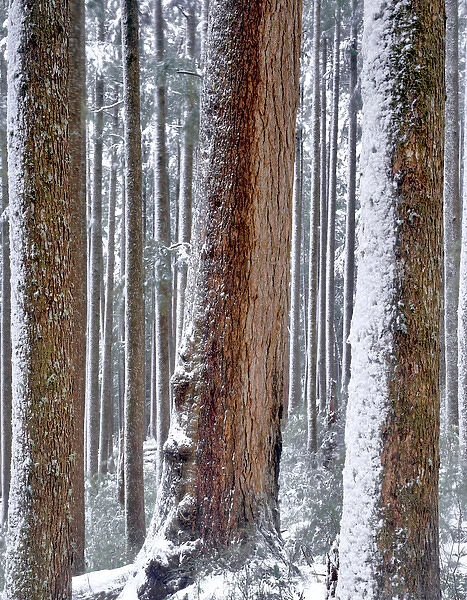 USA, Oregon, Drift Creek Wilderness. Snow on Douglas fir trees
