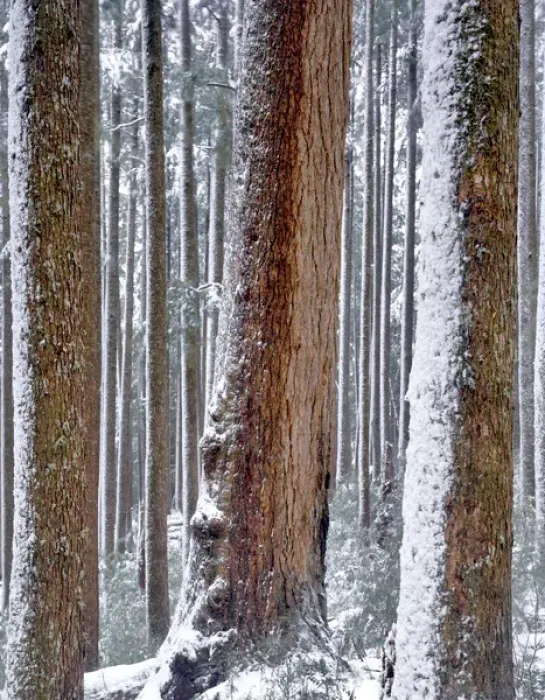 Framed Print : USA, Oregon, Drift Creek Wilderness. Snow on Douglas fir trees