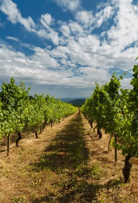 Framed Print : USA, Oregon, Dundee. Torii Mor Winery and vineyard in Dundee Hills, OR Framed Print : USA, Oregon, Dundee. Torii Mor Winery and vineyard in Dundee Hills, OR