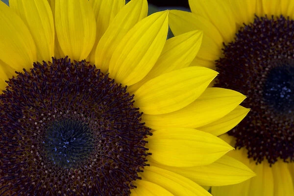 USA, Oregon. Dune Sunflowers, close up detail Credit as: Jean Carter  /  Jaynes Gallery