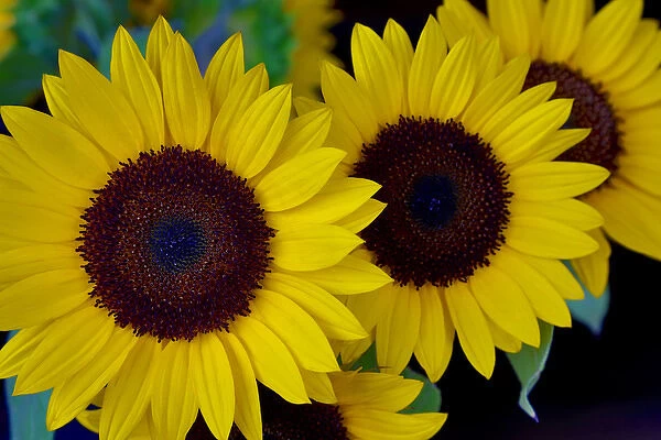 USA, Oregon. Dune Sunflowers Credit as: Jean Carter  /  Jaynes Gallery  /  DanitaDelimont