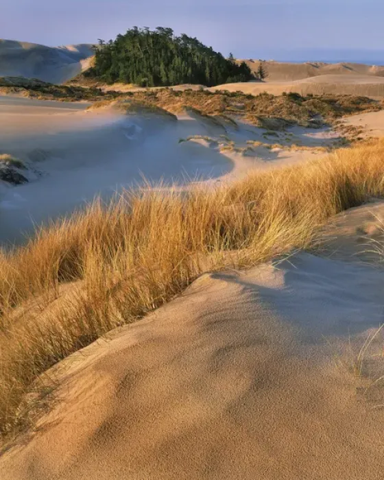 Framed Print : USA, Oregon, Dunes National Recreation Area Framed Print : USA, Oregon, Dunes National Recreation Area