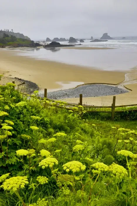 Framed Print : USA, Oregon, Ecola State Park. Cow parsnip blooms along the trail to Indian Beach Framed Print : USA, Oregon, Ecola State Park. Cow parsnip blooms along the trail to Indian Beach