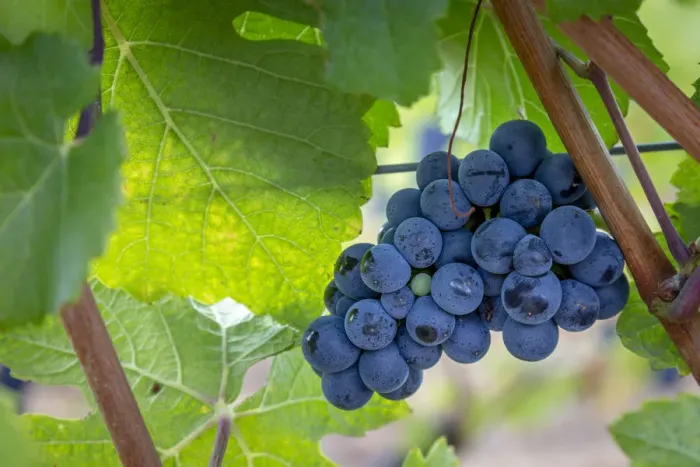 Framed Print : USA, Oregon, Elk Cove Winery. Grapes on the vine