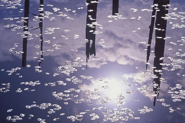 USA, Oregon, Empire Lake. Rising sun reflects off lily pads in lake