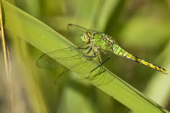 Framed Print : USA, Oregon, Eugene, Fern Ridge Wildlife Area, Female Western Pondhawk (Erythemis Framed Print : USA, Oregon, Eugene, Fern Ridge Wildlife Area, Female Western Pondhawk (Erythemis