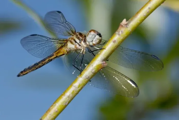 Framed Print : USA, Oregon, Eugene, Fern Ridge Wildlife Area, female Blue Dasher (Pachydiplax longipennis) Framed Print : USA, Oregon, Eugene, Fern Ridge Wildlife Area, female Blue Dasher (Pachydiplax longipennis)