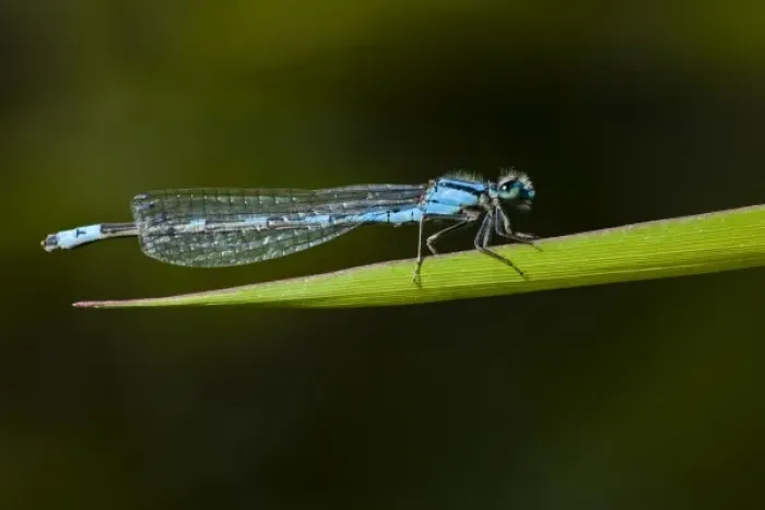 Framed Print : USA, Oregon, Eugene, Fern Ridge Wildlife Area, a Tule Bluet (Enallagama carunculatum)
