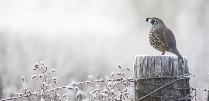 Framed Print : USA, Oregon, Eugene, mornings frost fence post and California Quail Framed Print : USA, Oregon, Eugene, mornings frost fence post and California Quail