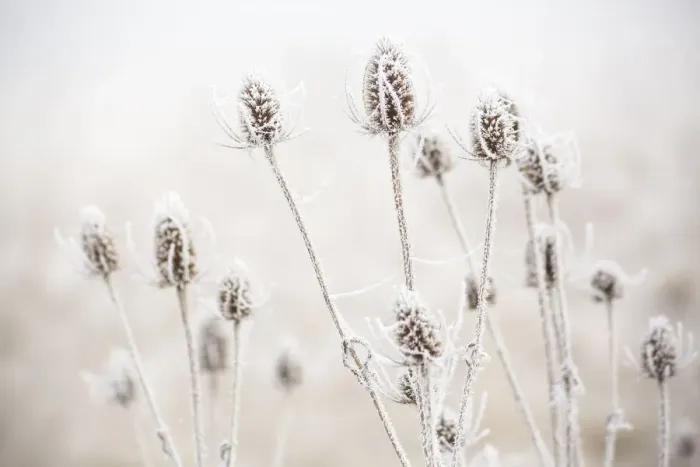 Framed Print : USA, Oregon, Eugene, mornings frost on teasel Framed Print : USA, Oregon, Eugene, mornings frost on teasel