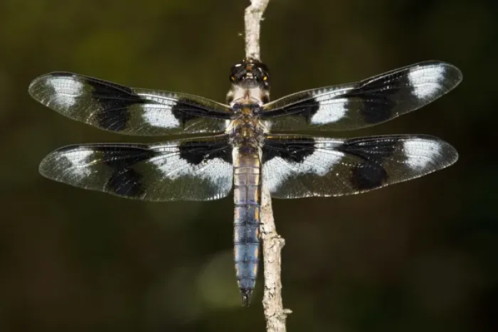 Framed Print : USA, Oregon, Eugene, West Eugene Wetlands, Eight-spotted Skimmer, (Libellula forensis)