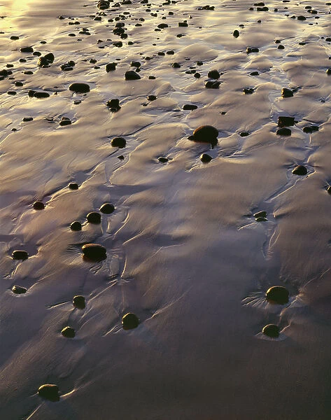 USA, Oregon. Evening light defines wet beach with scattered rocks, near Oceanside