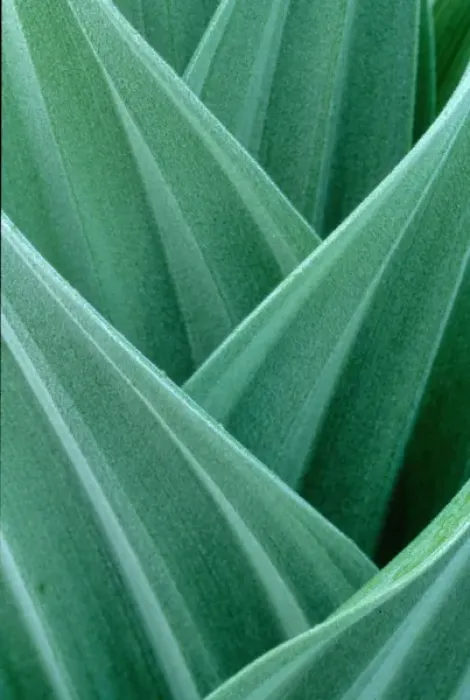 Framed Print : USA, Oregon, False Hellebore Framed Print : USA, Oregon, False Hellebore
