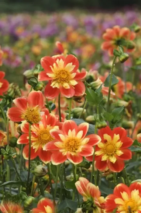 Framed Print : USA, Oregon. Field of dahlia flowers on Swan Island
