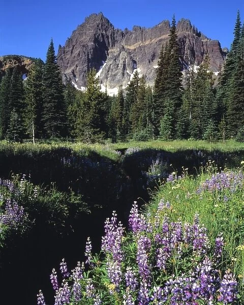 USA, Oregon, Three Fingered Jack. Purple lupine blooms foreground mighty Three Fingered Jack