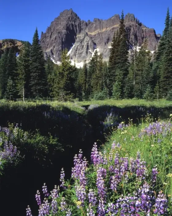 Framed Print : USA, Oregon, Three Fingered Jack. Purple lupine blooms foreground mighty Three Fingered Jack Framed Print : USA, Oregon, Three Fingered Jack. Purple lupine blooms foreground mighty Three Fingered Jack