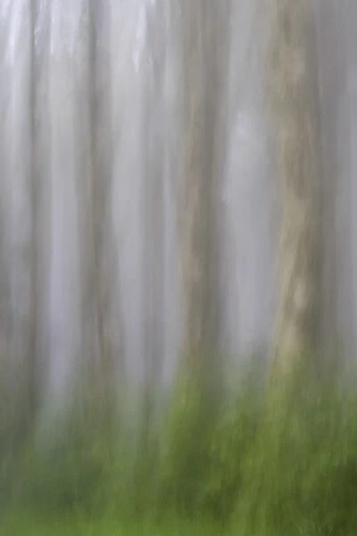 USA, Oregon, Florence. Forest abstract. Credit as: Jay O Brien  /  Jaynes Gallery