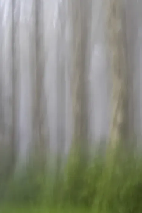 Framed Print : USA, Oregon, Florence. Forest abstract. Credit as: Jay O Brien  /  Jaynes Gallery