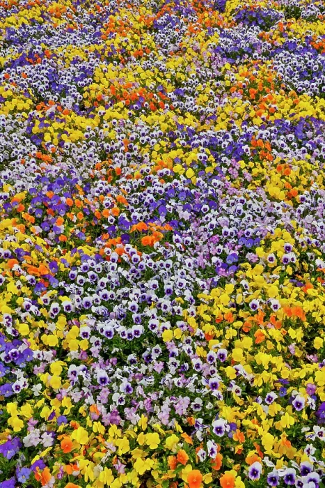 Framed Print : USA, Oregon. Flower display in mass of colorful Violas