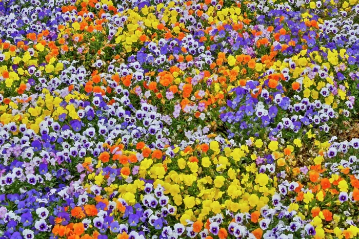 Framed Print : USA, Oregon. Flower display in mass of colorful Violas Framed Print : USA, Oregon. Flower display in mass of colorful Violas