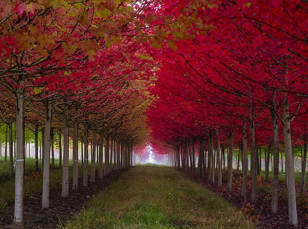 USA, Oregon, Forest Grove. A grove of trees in full autumn red