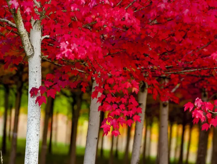 Framed Print : USA, Oregon, Forest Grove. A grove of trees in full autumn red