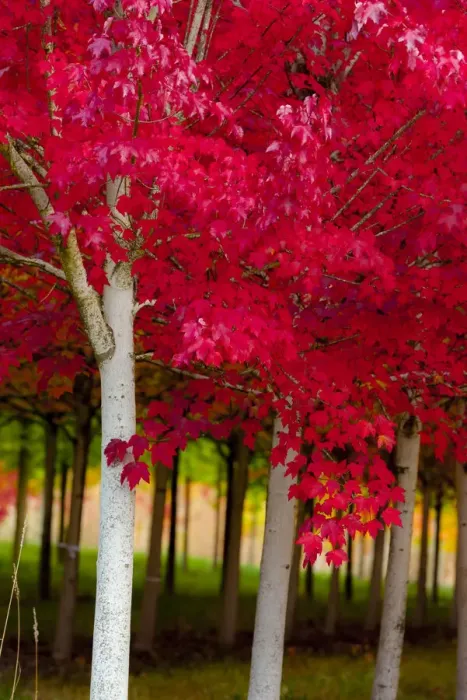 Framed Print : USA, Oregon, Forest Grove. A grove of trees in full autumn red Framed Print : USA, Oregon, Forest Grove. A grove of trees in full autumn red