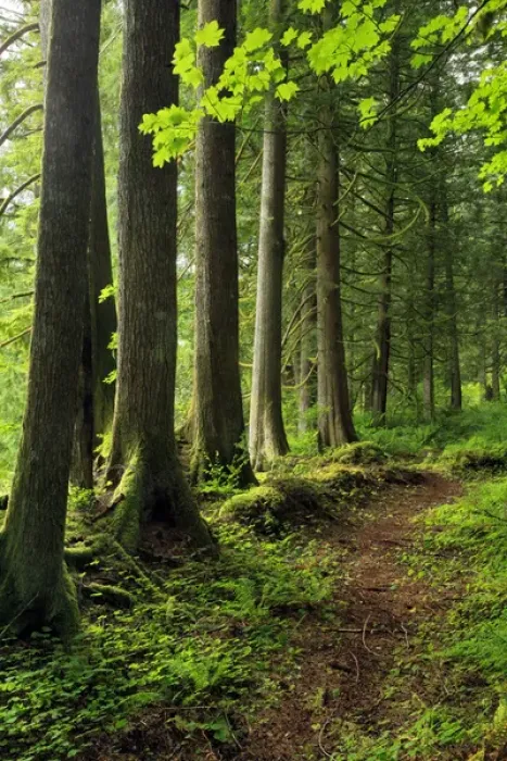 Framed Print : USA, Oregon. Forest trail scenic. Credit as: Steve Terrill  /  Jaynes Gallery  /  DanitaDelimont