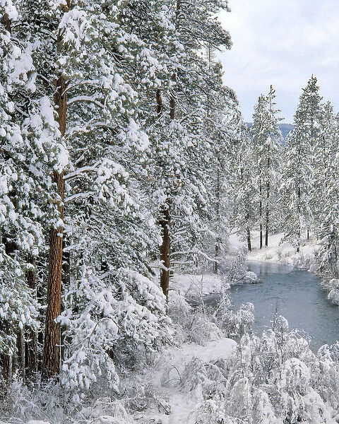 USA, Oregon. Fresh snowfall along Warm Springs River