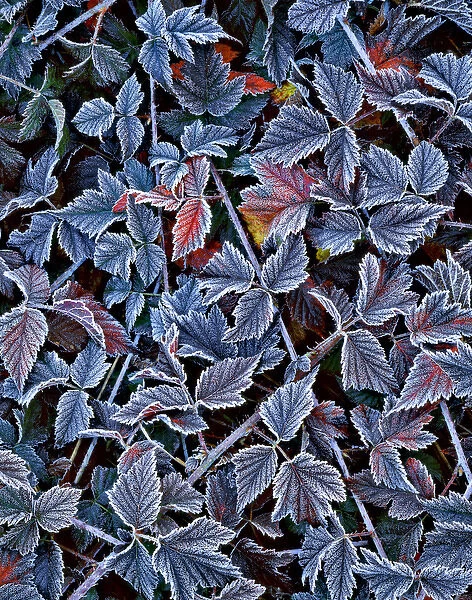 USA, Oregon. Frost on wild blackberry bush