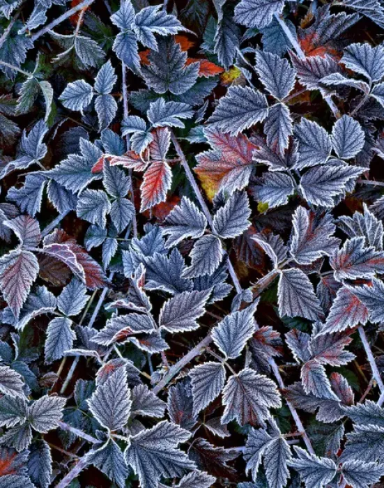 Framed Print : USA, Oregon. Frost on wild blackberry bush Framed Print : USA, Oregon. Frost on wild blackberry bush