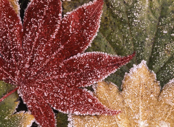 USA, Oregon, Frosted maple leaves, close-up